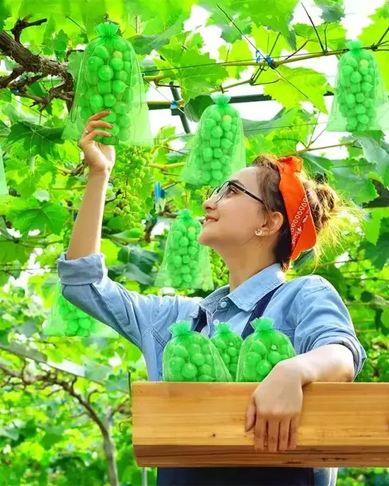 حقيبة شبكة عضوية لمكافحة الآفات حقيبة شبكة عضوية لمكافحة الآفات