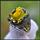 Yellow  + SR.2.93 